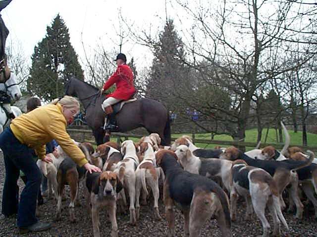 Well behaved hounds!