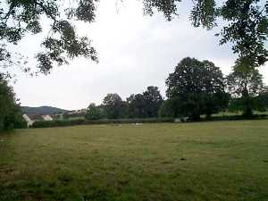 The field in July looking towards Bury Fields