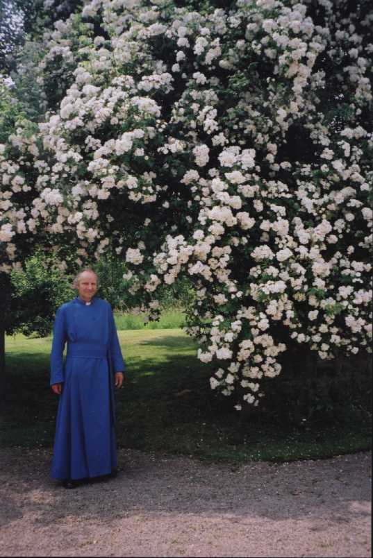 5,561 roses on the Rambling Rector!