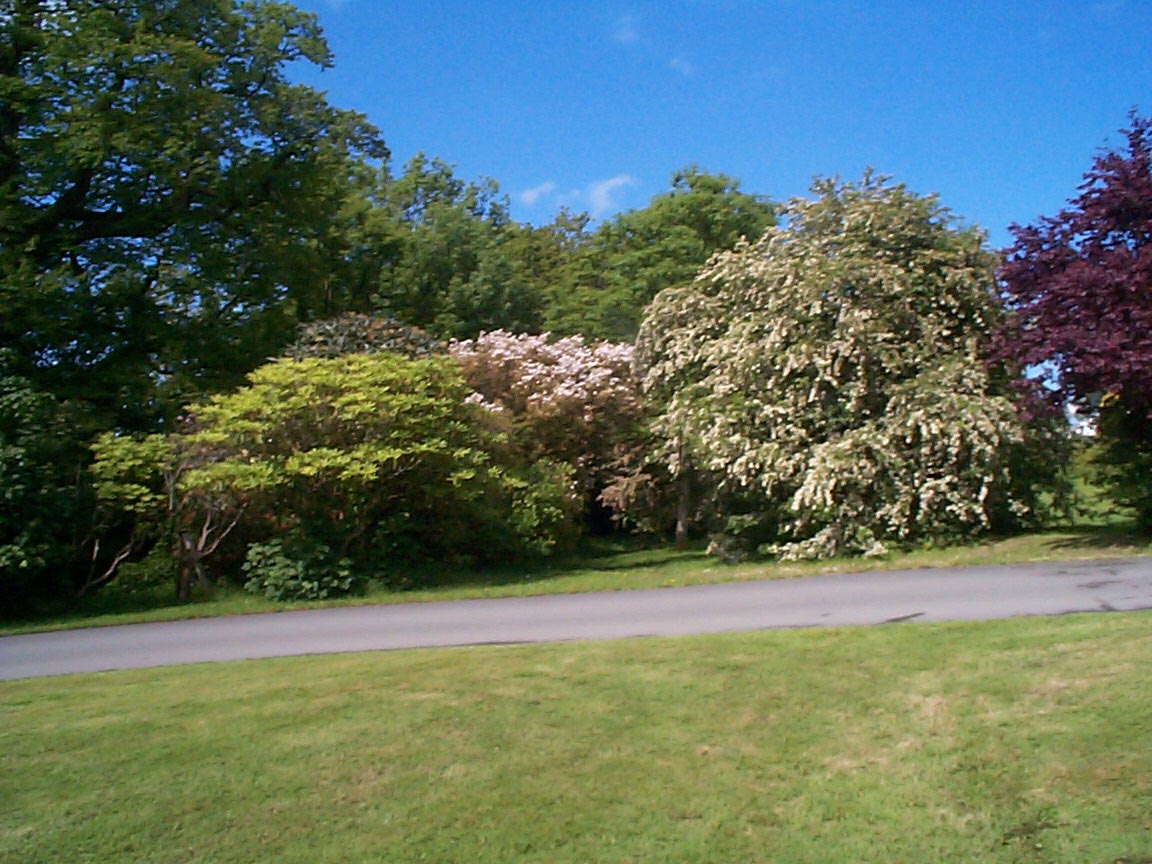 Specimen trees behind the Hall, May 2000