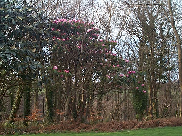 Specimen trees behind the Hall March 2002