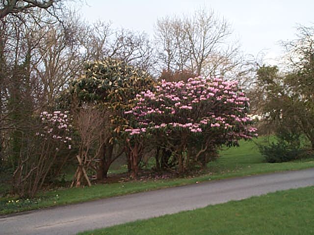 Specimen trees behind the Hall, March 2002