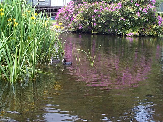 Jubilee 2002, coots with four chicks